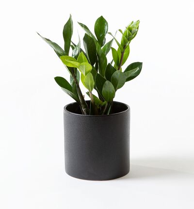 Zamioculcas i sort potte Zamioculcas i sort potte